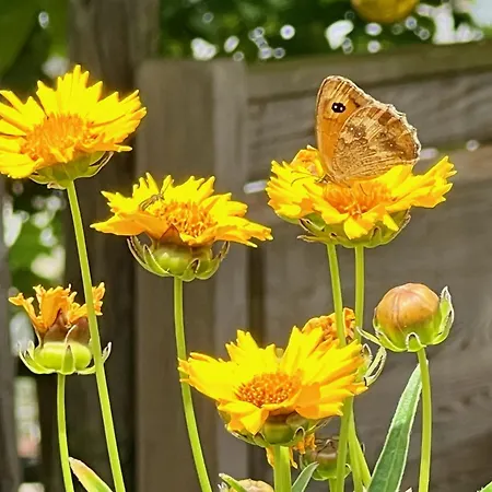 Ferienweingut Matthias Loewen 公寓